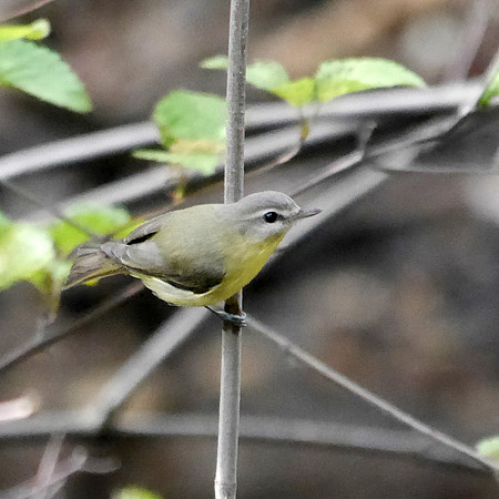 Philadelphia Vireo, Central Park