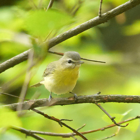 Philadelphia Vireo, Central Park