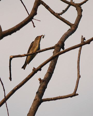 Olive-Sided Flycatcher, Azalea Pond