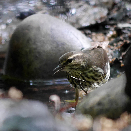 Northern Waterthrush, Tanner's Spring