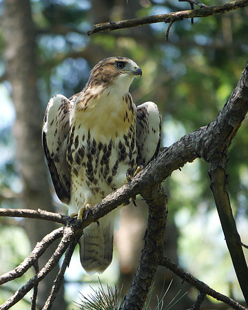 Red-Tailed Hawk fledgeling Central Park