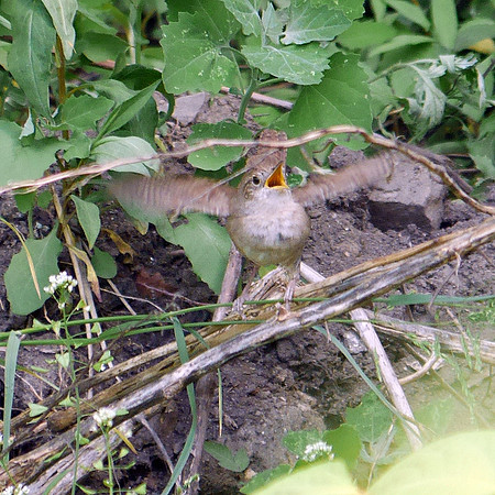 Baby House Wren, Central Park
