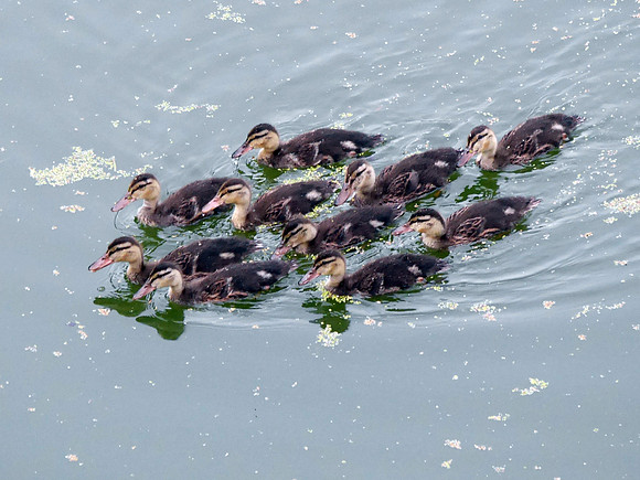 Raft of ducklings, Turtle Pond, Central park