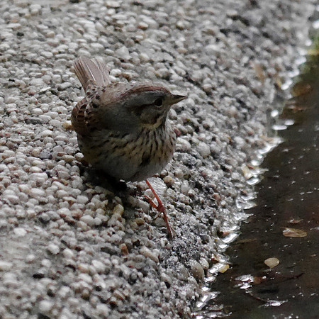 Lincoln's Sparrow, Bryant Park