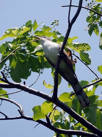Yellow-Billed Cuckoo, Central park