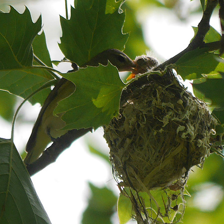 Warbling Vireo feeding nestling, Central Park