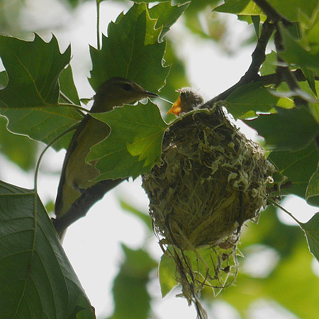 Warbling Vireo feeding nestling, Central Park
