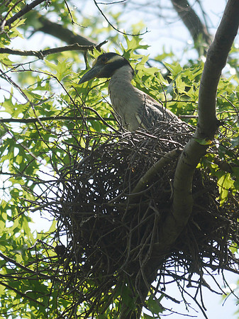 Yellow-Crowned Night Heron on nest, Governor's Island