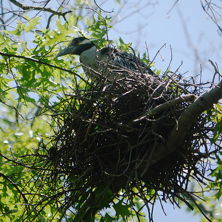 Yellow-Crowned Night Heron on nest, Governor's Island