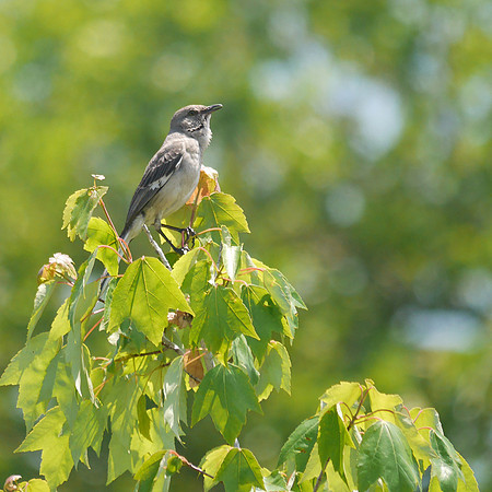 Mockingbird singing, Governor's Island