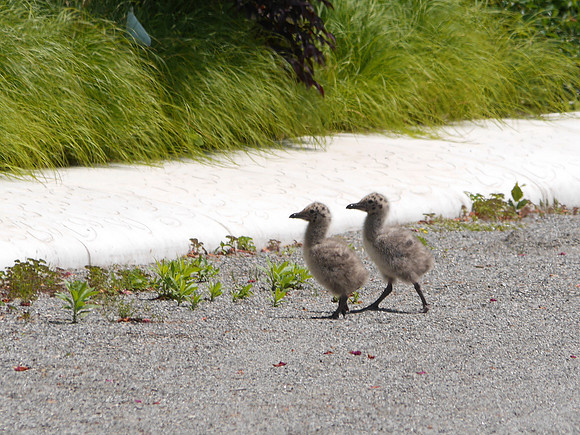Baby Herring Gulls, Governor's Island