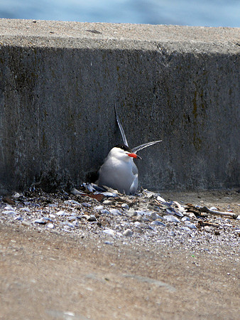 Nesting Common Tern, Governor's Island