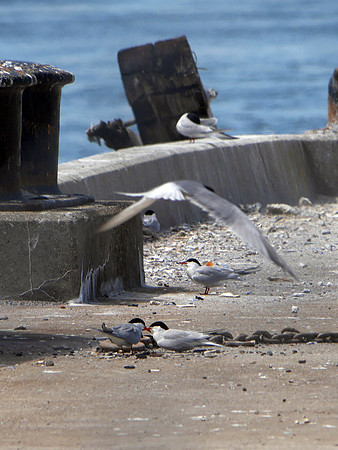 Common Terns nesting area, Governor's Island