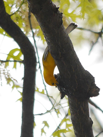 Prothonotary Warbler, Madison Square Park
