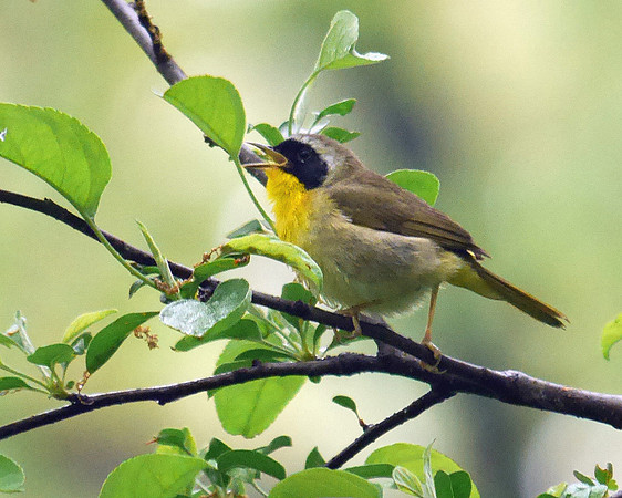 Common Yellowthroat singing, Central Park