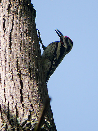 Yellow-Bellied Sapsucker, Prattsville NY