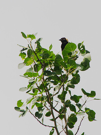 Bobolink, Prattsville NY