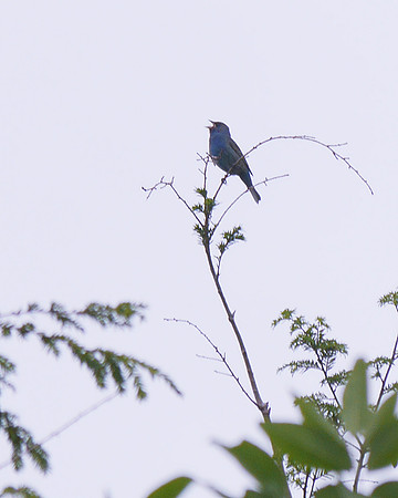 Indigo Bunting singing, Prattsville NY