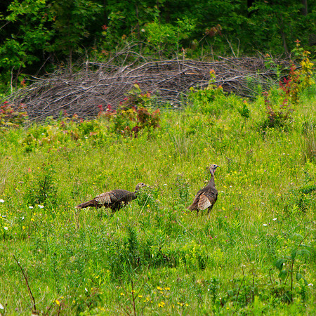 Wild Turkeys, Prattsville NY