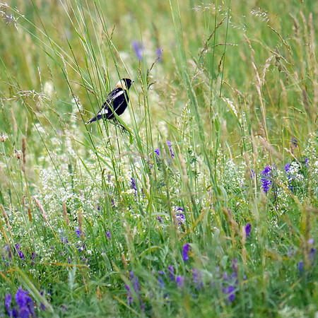 Bobolink, Prattsville NY