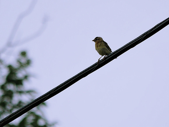 Bobolink, Prattsville NY