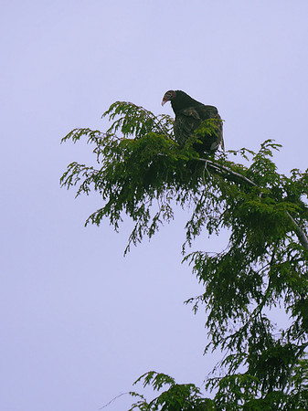 Turkey Vulture, Prattsville NY