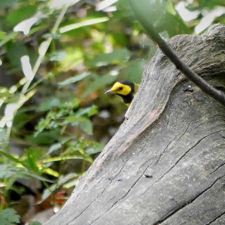 Hooded Warbler, Central Park