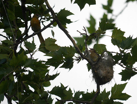 Baltimore Orfiole mama and nestling