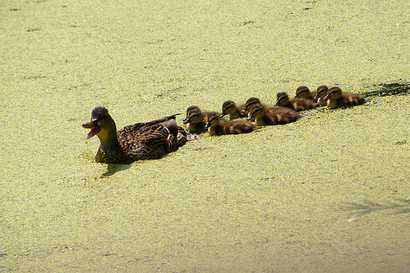 Mama Mallard and ducklings