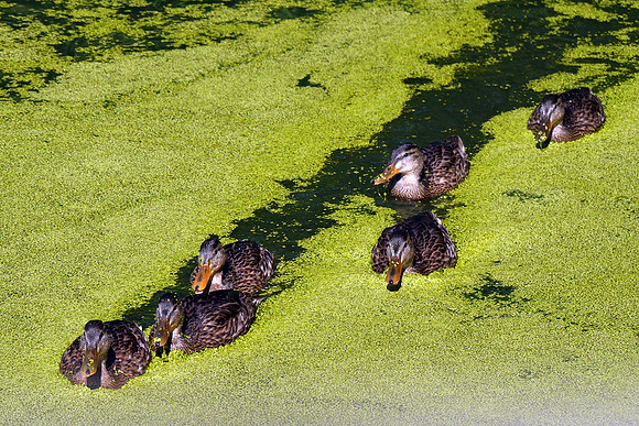 Mallard ducklings