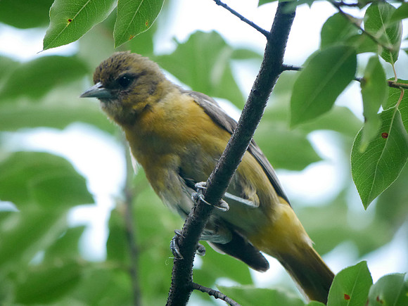Baltimore Oriole