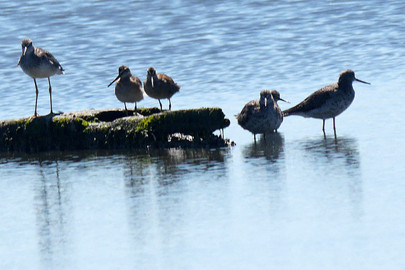 Yellowlegs, Dowitcher, others (Jamaica Bay)