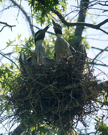 The Yellow-Crowned Night Heron Family at Home, Governor's Island