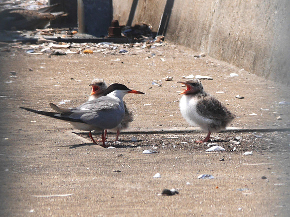 Common Terns, Governor's island