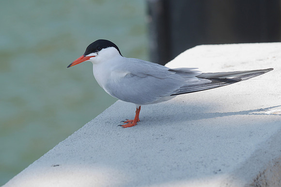 TERN FESTIVAL