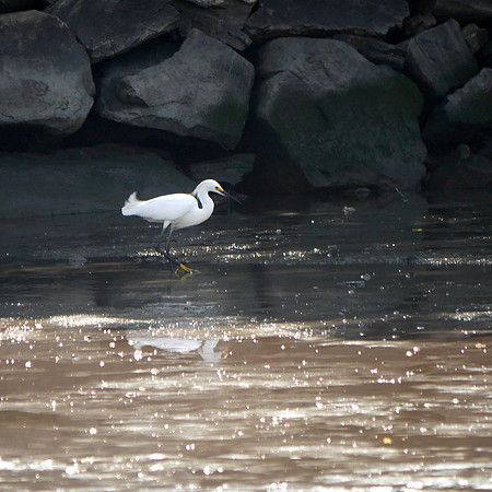 Snowy Egret, Muscota Marsh