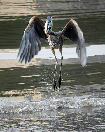 Great Blue Heron, Muscota Marsh