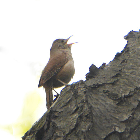 House Wren singing, Van Cortlandt Park