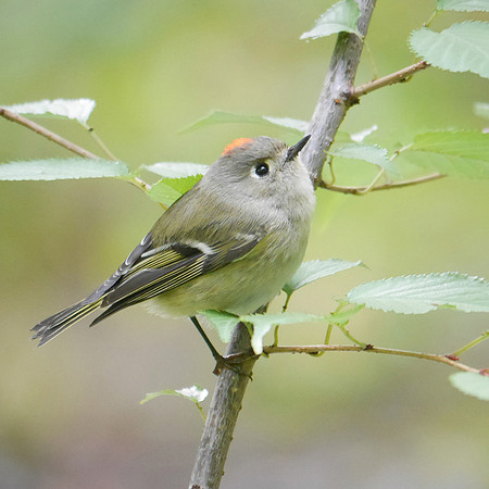 Ruby-Crowned Kinglet, Central Park