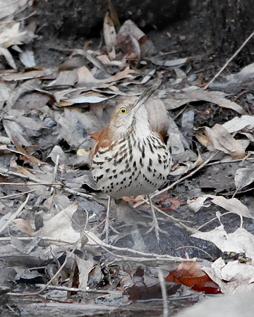 Brown Thrasher, The Pool, Central Park