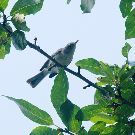 Blue-Gray Gnatcatcher, Central Park