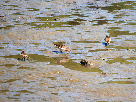 Least Sandpipers, Spuyten Duyvil Creek