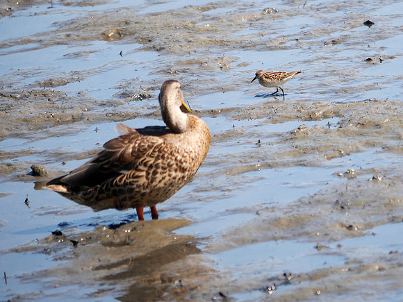 Duck and Peep, Spuyten Duyvil Creek