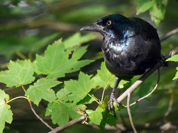 Common Grackle, Central Park