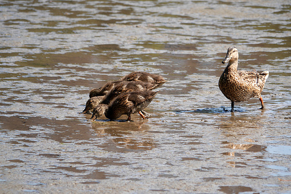 Ducklings, Spuyten Duyvil Creek