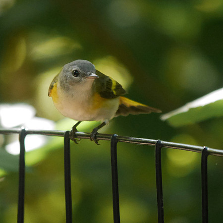 American Redstart (juvenile male)
