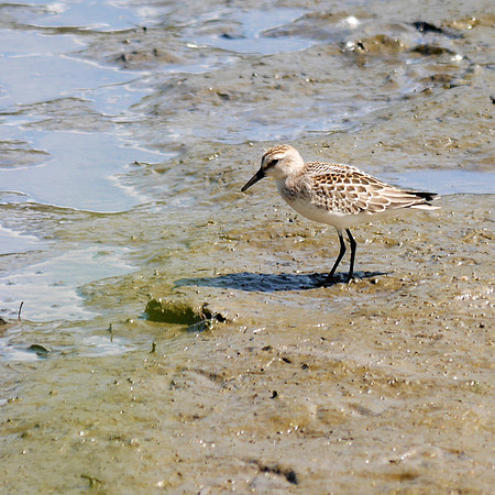 Semipalmated Sandpiper, Spuyten Duyvil Creek
