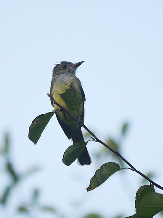 Great Crested Flycatcher