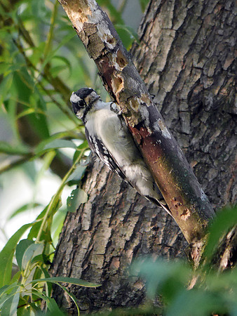Downy Woodpecker at work