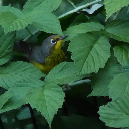 Canada Warbler